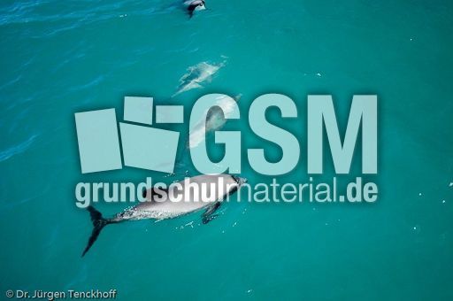 Hector-Delfin (11 von 15).jpg